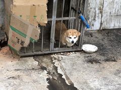 -成都爱之家动物救助中心