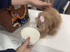 -谐和益家动物医院·免疫绝育·血液透析·宠保定点医院(高新伊藤分院)