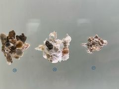 -青岛贝壳博物馆