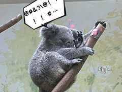 -广州长隆野生动物世界