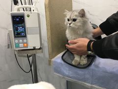 -伟伟宠物医院·CT影像中心·瑞派犬猫综合性门诊(汉口总院)