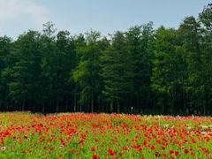 -上海共青森林公园