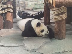 -泉州海丝野生动物世界