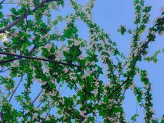 -王顺山国家森林公园