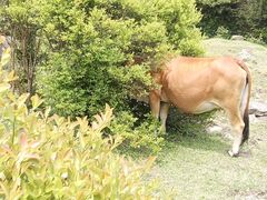 -大姆山草场