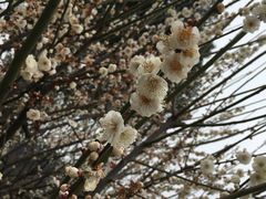 -香雪海