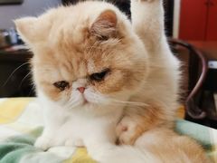 -纳吉亚猫专科动物诊疗中心(蒋宅口分院)