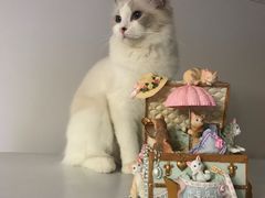 -瑞派福兴宠物医院犬猫全科·骨科·中西医结合(河东店)