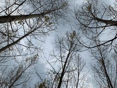 -御道口草原森林风景区