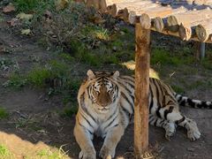 -西霞口神雕山野生动物世界