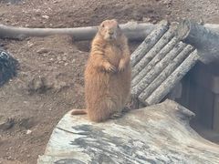 -大连森林动物园