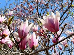 -国家植物园南园