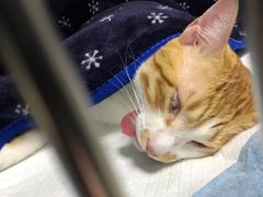 -福州肆爪动物医院