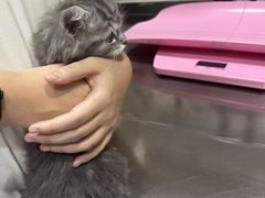 -瑞派名望志远动物医院·猫科·內科·异宠专科(直港大道店)