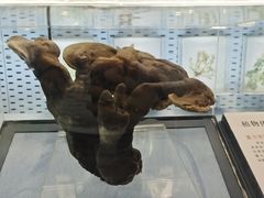 -浙江自然博物院(杭州馆)