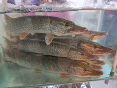 -煲来饱去冷水鱼