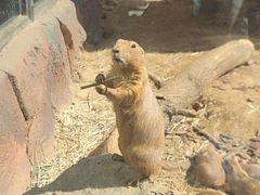 -大连森林动物园