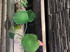 -大榕树下顺德菜(融创茂店)