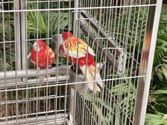 -南宫五洲植物乐园