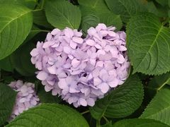 -桃源山庄·水蜜桃采摘·柴火鸡·烧烤团建(龙泉山店)