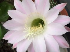 -老妈米线(港龙店)