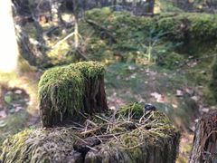 -汤旺河林海奇石景区