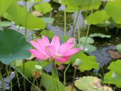 -马家湾湿地公园