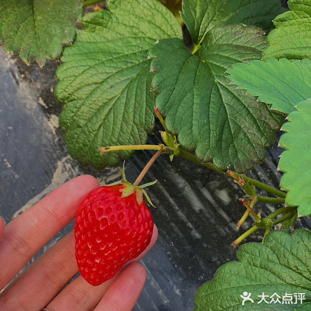 今天是草莓味的一天|北塘草莓