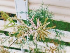 -春花秋色城市公园