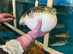 -天正河鲀·河豚亭(大连店)