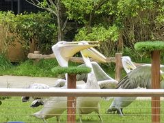 -上海野生动物园