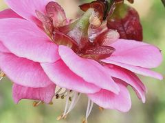 -贡湖湾湿地公园