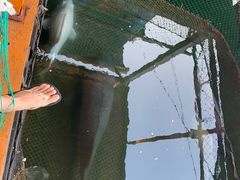 -蓝湾碧波·老字号·疍家非遗海上餐厅