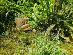 -深圳仙湖植物园