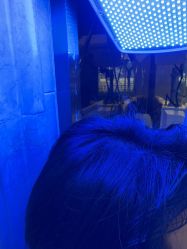 -碧莲盛·不剃发植发