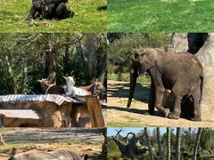 -奥兰多迪士尼动物王国乐园