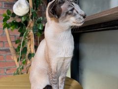 -豆逗聊愈猫阁Easy Life