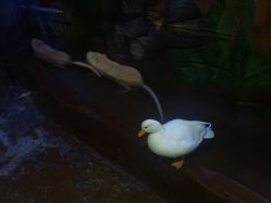 -奇幻萌宠部落(映月湖环宇城店)