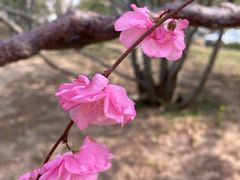 -海棠花溪(元大都城垣遗址公园)