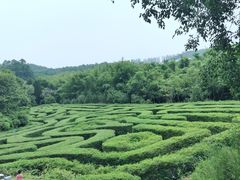 -大屏嶂森林公园