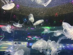 -重庆欢乐海底世界