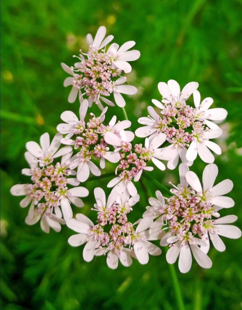 这些清雅的香菜花给你带来新感受