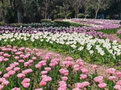 -上海鲜花港