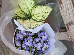 -循礼门鲜花花市(武汉循礼门店)