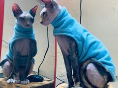 -猫色咖啡·猫咖