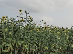 -映月湖中央公园