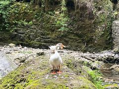 -三峡人家风景区