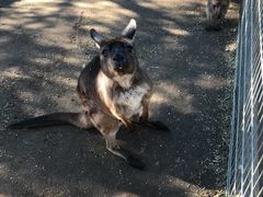 -费瑟代尔野生动物园