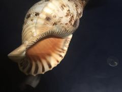 -青岛贝壳博物馆