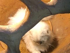 -猫猫幼稚园·撸猫·桌游·电玩